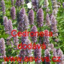 Agastache mexická Cedronella (citronová máta)