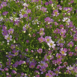 Šater lepý ozdobný Schleierkraut Mischung