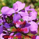 Měsíčnice roční Violet