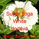 Ostálka sličná, lepá Super Yoga White