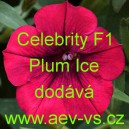 Petúnie mnohokvětá Celebrity F1 Plum Ice