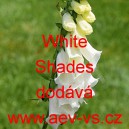 Náprstník červený White Shades