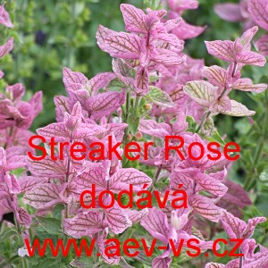 Šalvěj zahradní, pestrá, tříbarevná Streaker Rose