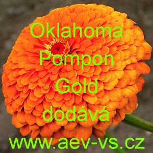 Ostálka sličná, lepá Oklahoma Pompon Gold