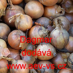Cibule jarní kuchyňská Dagmar