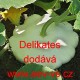 Patizon (Tykev obecná) Delikates