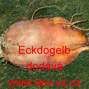 Řepa krmná Eckdogelb