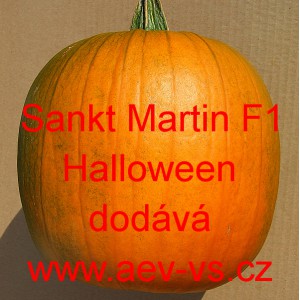 Tykev velkoplodá hybridní Sankt Martin F1 Halloween