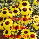 Kopretina osenní, Zlateň osenní Eldorado