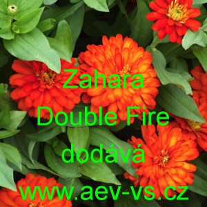 Ostálka marylandská Zahara Double Fire