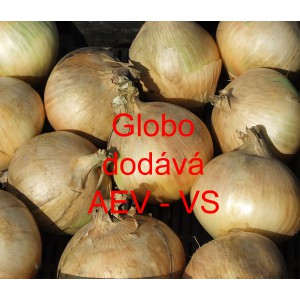 Cibule jarní kuchyňská Globo